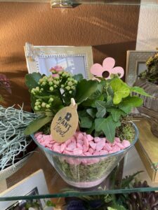 Ponuda sobnog bilja u cvjećarnici Mirta - Fotografija 17