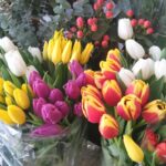 33-Proljetna ponuda cvjećarnice Mirta